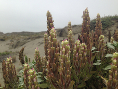 Castilleja exserta latifolia