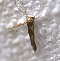 Stathmopoda castanodes