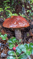 Leccinum largentii