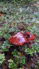 Leccinum largentii