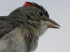 Coryphospingus pileatus