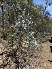 Eucalyptus tenuiramis