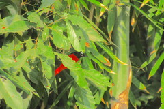 Pericrocotus speciosus