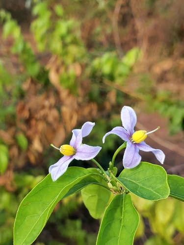 Solanum imamense image