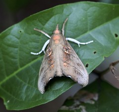 Styphlolepis hypermegas