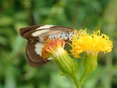 Nyctemera tripunctaria