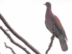 Patagioenas cayennensis