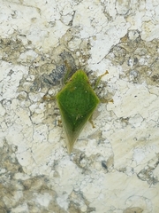 Proranus