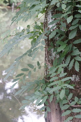 Wisteria floribunda