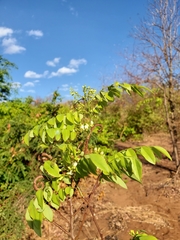 Dalbergia bracteolata image