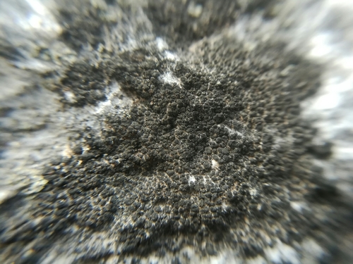 Micarea incrassata image
