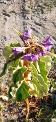 Solanum crinitipes