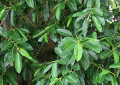 Ficus glandifera