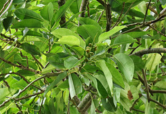Ficus glandifera
