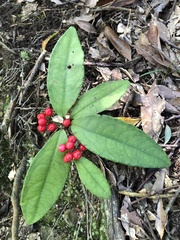 Ardisia brevicaulis