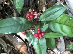 Ardisia brevicaulis