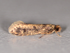 Niditinea fuscella