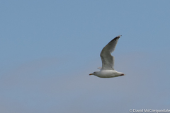 Larus argentatus argentatus