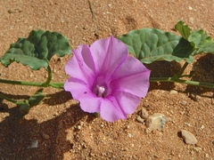 Ipomoea muelleri