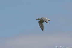 Larus argentatus argentatus
