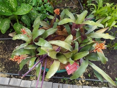 Aechmea fulgens