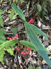Ardisia crispa