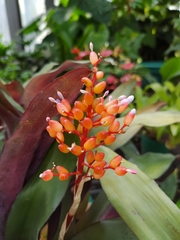 Aechmea fulgens