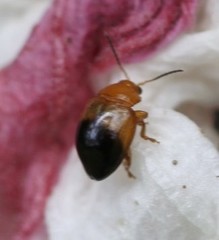 Nisotra bicolorata