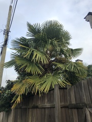 Trachycarpus
