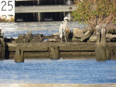 Ardea herodias