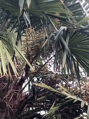 Trachycarpus