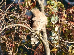 Accipiter cooperii
