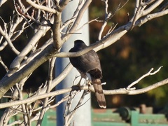 Accipiter cooperii