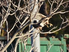 Accipiter cooperii