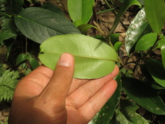 Bunchosia nitida