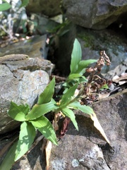 Goodyera robusta