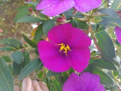 Andesanthus paleaceus