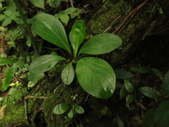 Peperomia obtusifolia