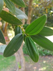 Andesanthus paleaceus