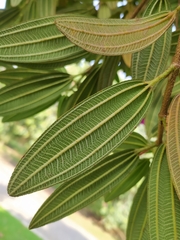 Andesanthus paleaceus