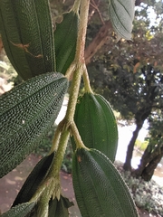 Andesanthus paleaceus