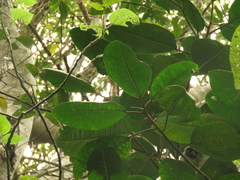 Ficus tonduzii