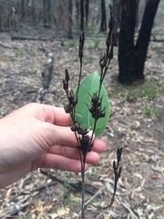 Haemodorum austroqueenslandicum