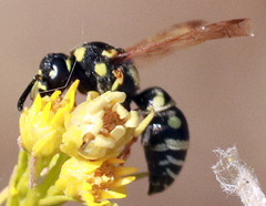 Stenodynerus anormis