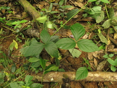 Desmodium axillare