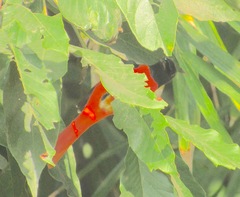 Pericrocotus speciosus