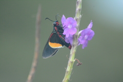 Mysoria barcastus