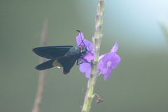 Mysoria barcastus