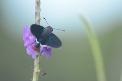 Mysoria barcastus