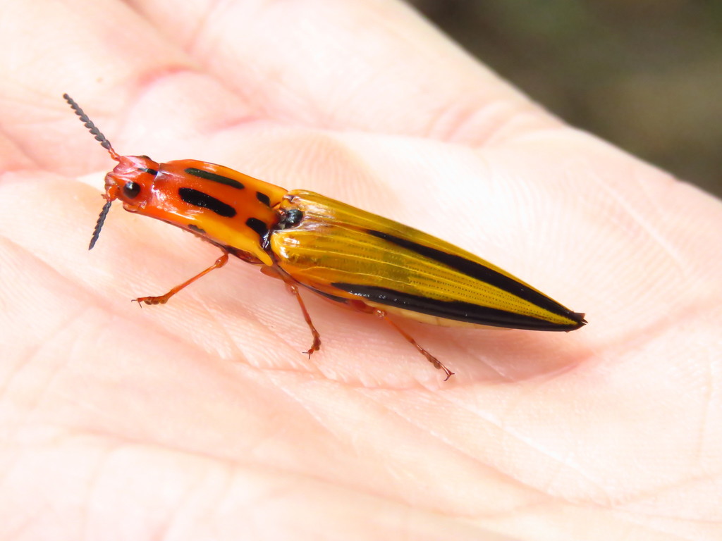 Adult Click Beetle Family Elateridae — Stock Photo © softkrafts.live.com  #615192836, image size:1024x768
